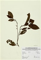 藏品(臺灣山桂花)的圖片